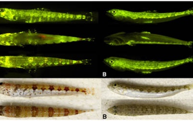 180 loài cá biết phát sáng để hút bạn tình